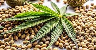 Exploring the World of Weed Seeds Ohio 0 Exploring the World of Weed Seeds Ohio 0